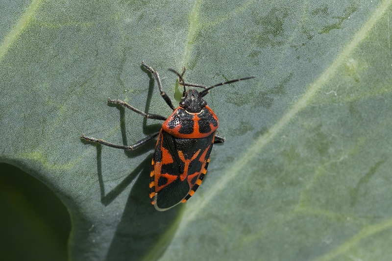 Pentatomidae: Eurydema ventralis della Toscana (GR)